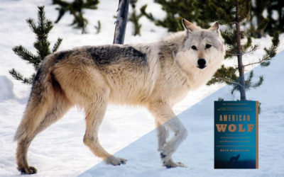 American Wolf, The True Story of Survival & Obsession in the West